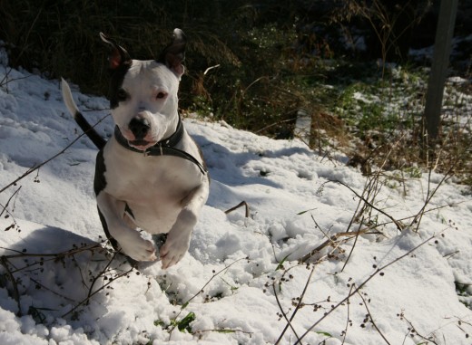 Soy Ecko hijo de Eros y Puas, dos preciosos Stafford, mi mama vive en Madrid y mi papa murió de viejito hace dos años, ahora busco una perrita guapa y simpática para tener mi propia camada..AUUUUUU!!!